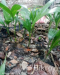 সুপারি গাছ